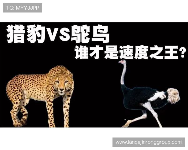 杭州极限运动队与重庆极限运动队赛后复盘速度对决的精彩瞬间与分析